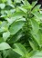 Stevia